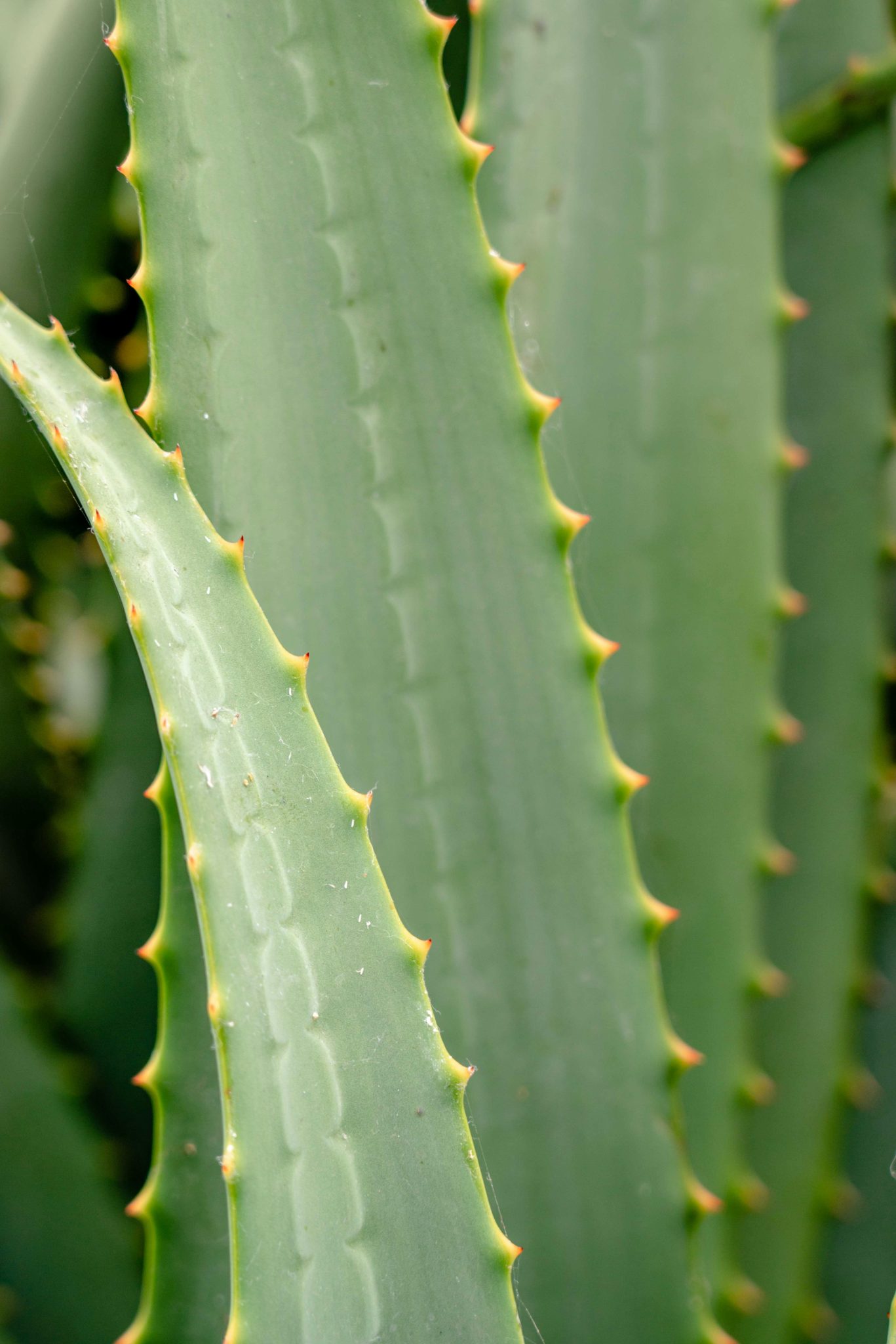 Áloe vera: ¿Qué es y cuáles son sus propiedades? 2 aloe vera